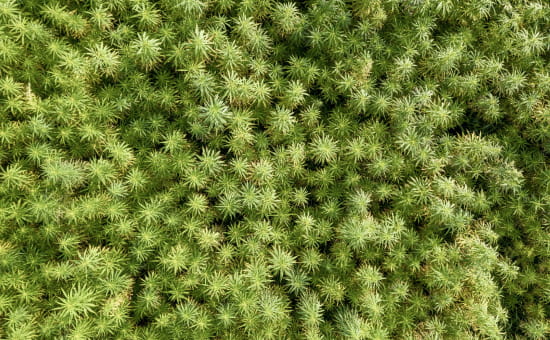 エステを受ける女性